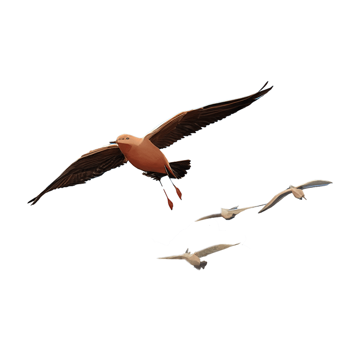 A group of four birds in mid-flight, with one larger bird leading in a reddish tone and three smaller, white birds following closely behind.